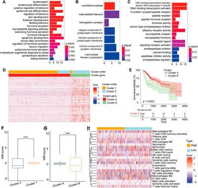 Analysis of Multi-Layer RNA Modification Patterns for the Characterization of Tumor Immune Microenvironment in Hepatocellular Carcinoma